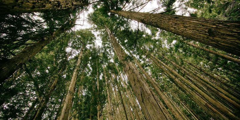 基于意图的网络（IBN）：驱动数字化转型的下一代网络技术与自动化解决方案